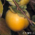 Früchte (Date-Plum)