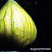 Früchte (Fig, Common Fig)