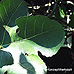 Blätter (Fig, Common Fig)