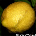 Früchte (Lemon)