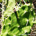 Blätter (Indian Fig Opuntia, Prickly Pear)