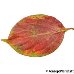 Blatt Herbst (Date-Plum)