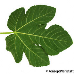 Blatt Unterseite (Fig, Common Fig)