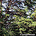 Erscheinungsbild (Scots Pine)