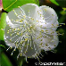 Blüten (Common Myrtle)