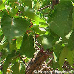 Blätter (Apricot)