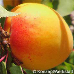 Früchte (Apricot)