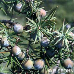 Früchte (Prickly Juniper, Cade Juniper, Prickly Cedar)