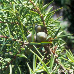 Blätter (Prickly Juniper, Cade Juniper, Prickly Cedar)