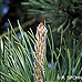 Blüten (Scots Pine)