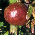 Früchte (Pomegranate)
