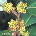 Blüten (Italian Buckthorn)