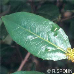 Blätter (Italian Buckthorn)