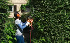 Clean and quiet: electric hedge trimmers