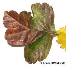 Midland HawthornBlatt Herbst