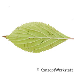 Blatt Unterseite (Fragrant Viburnum)