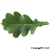 Blatt Oberseite (Sessile Oak)