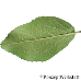 Blatt Unterseite (Korean Spice Viburnum)