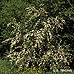 Erscheinungsbild (Midland Hawthorn)