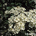 Blüten (Midland Hawthorn)